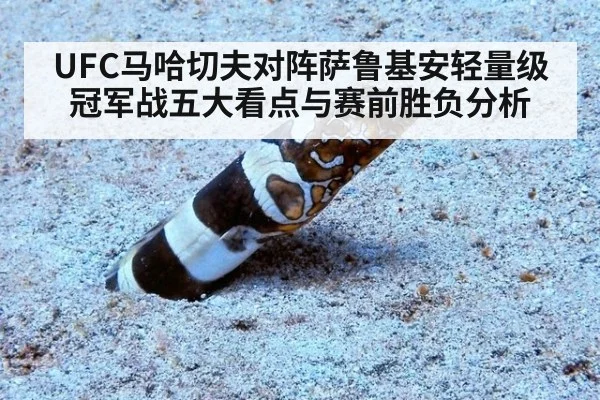 UFC马哈切夫对阵萨鲁基安轻量级冠军战五大看点与赛前胜负分析